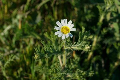Anthemis chia