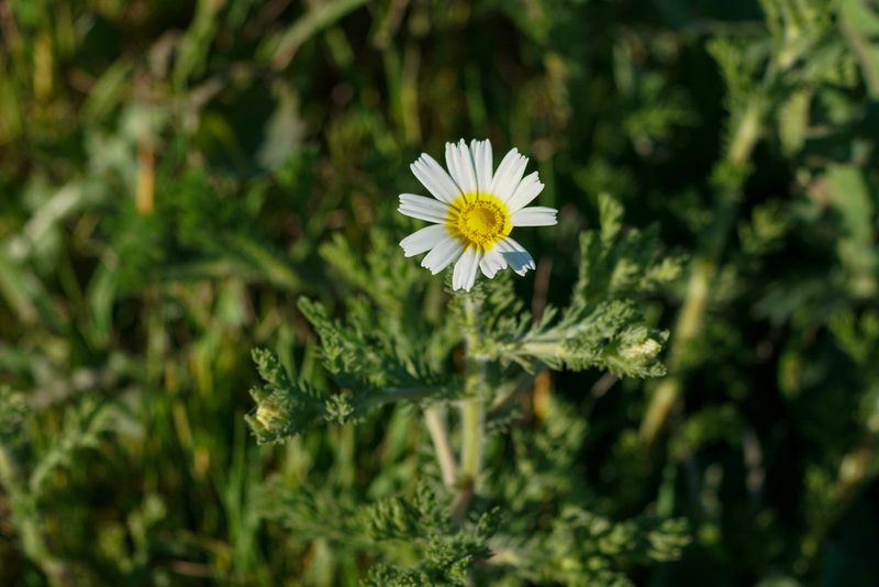 Anthemis chia, photographed by WATANABE Hitoshi 渡辺仁