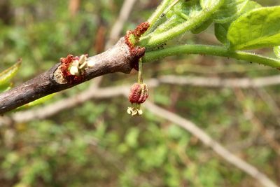 Zanthoxylum americanum, photographed by Jeff Clark