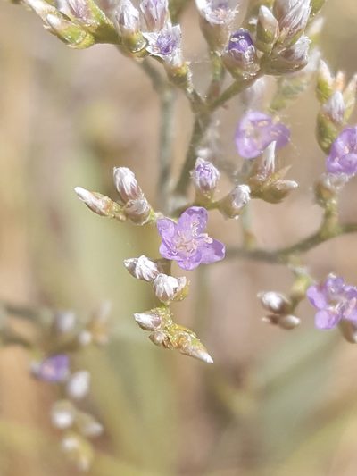Limonium limbatum, photographed by Alex Abair