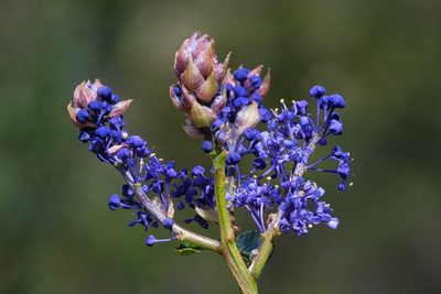 Ceanothus cyaneus, photographed by Madeleine Claire