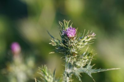 Carduus pycnocephalus, photographed by WATANABE Hitoshi 渡辺仁