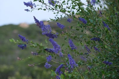Ceanothus cyaneus, photographed by Madeleine Claire
