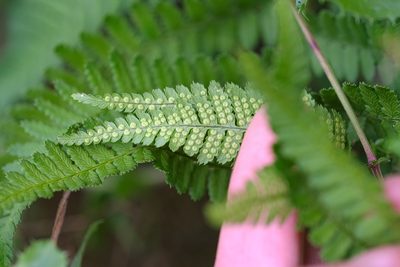 Dryopteris arguta, photographed by Madeleine Claire