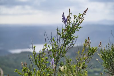 Ceanothus cyaneus, photographed by Madeleine Claire