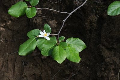 Styrax redivivus, photographed by Madeleine Claire