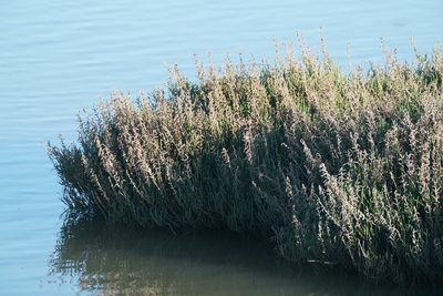 Salicornia europaea, photographed by WATANABE Hitoshi 渡辺仁