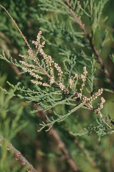 Tamarix dalmatica, photographed by WATANABE Hitoshi 渡辺仁