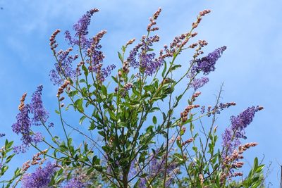 Ceanothus cyaneus, photographed by Madeleine Claire