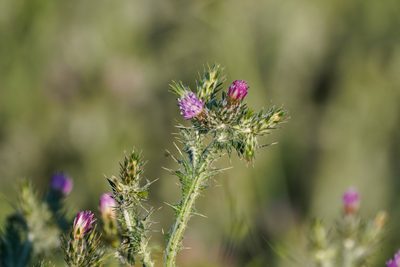 Carduus pycnocephalus, photographed by WATANABE Hitoshi 渡辺仁