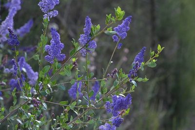 Ceanothus cyaneus, photographed by Madeleine Claire