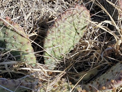 Opuntia macrorhiza, photographed by Craig Martin