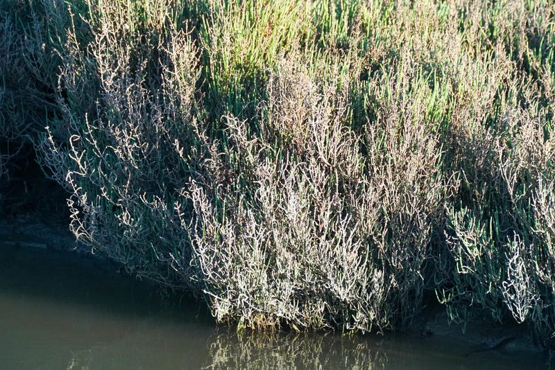 Salicornia europaea, photographed by WATANABE Hitoshi 渡辺仁