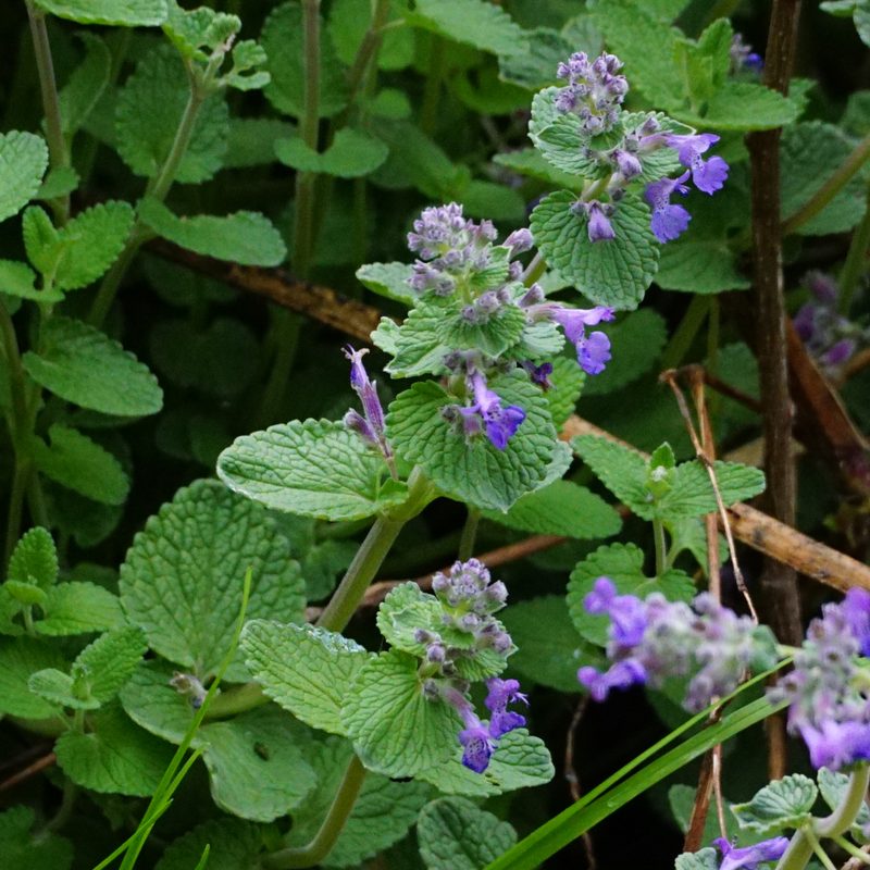 Nepeta racemosa, photographed by Patrick Hacker
