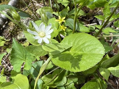 Stellaria corei, photographed by ladyjanaye
