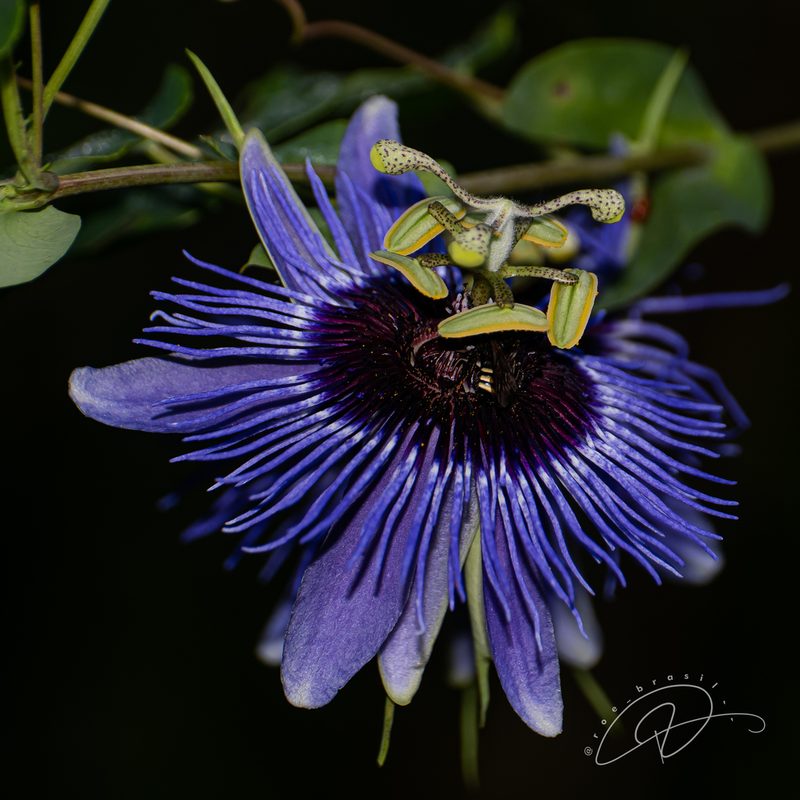 Passiflora amethystina, photographed by Reinaldo de Oliveira Elias