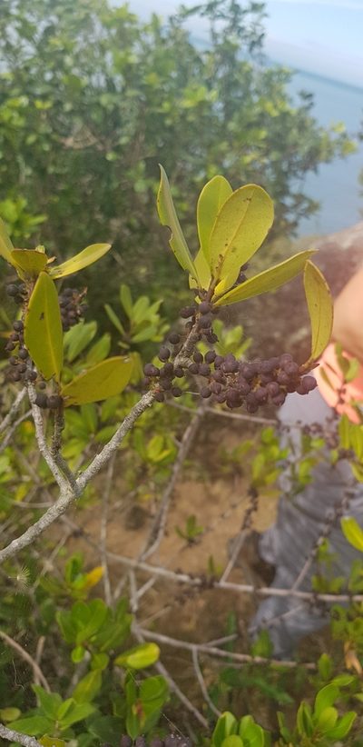Myrsine parvifolia, photographed by LPB