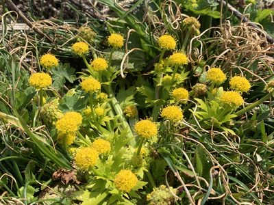 Sanicula arctopoides, photographed by Spencer Quayle