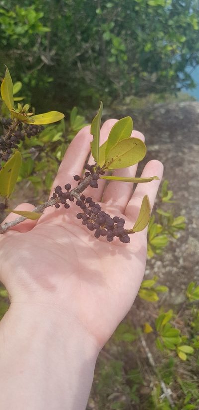 Myrsine parvifolia, photographed by LPB
