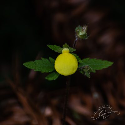 Calceolaria tripartita, photographed by Reinaldo de Oliveira Elias
