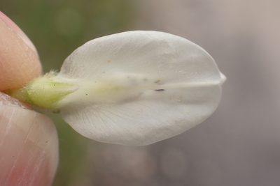 Lupinus microcarpus, photographed by Steve Woodward
