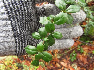 Berberis darwinii, photographed by Nicolas Olejnik