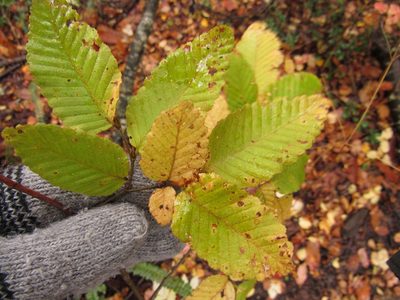 Nothofagus alpina, photographed by Nicolas Olejnik