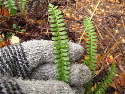 Austroblechnum penna-marina, photographed by Nicolas Olejnik