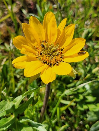 Balsamorhiza macrolepis, photographed by Theo Summer