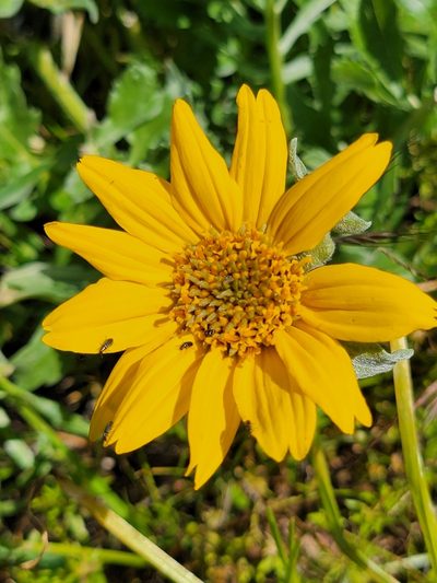 Balsamorhiza macrolepis, photographed by Theo Summer
