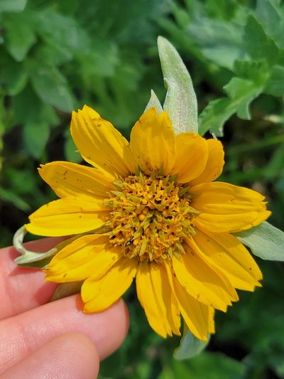 Balsamorhiza macrolepis, photographed by Theo Summer