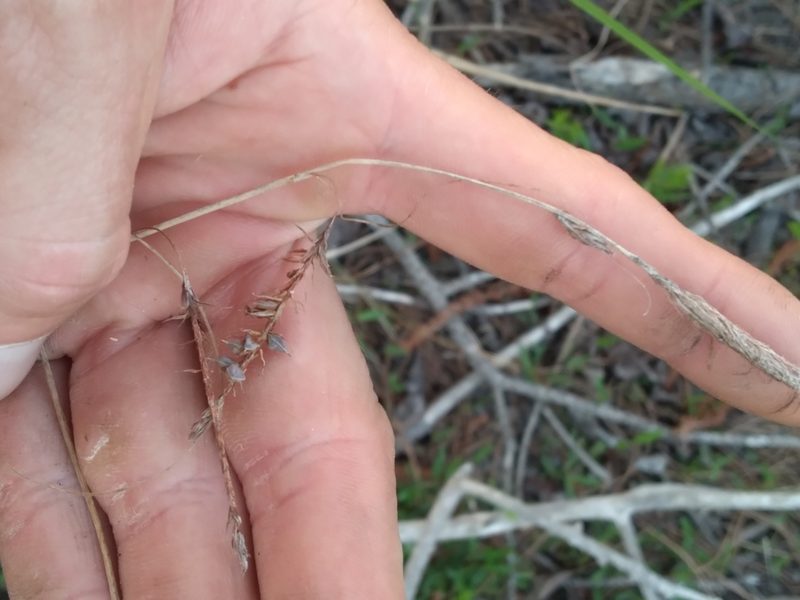 Carex glaucescens, photographed by Scott Ward