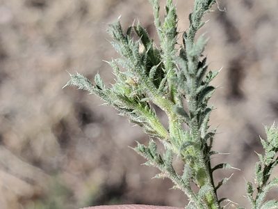 Xanthisma spinulosum, photographed by Craig Martin