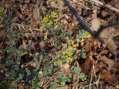 Corydalis flavula, photographed by Alina Martin