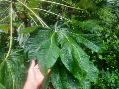 Tetrapanax papyrifer, photographed by Alice Shanks