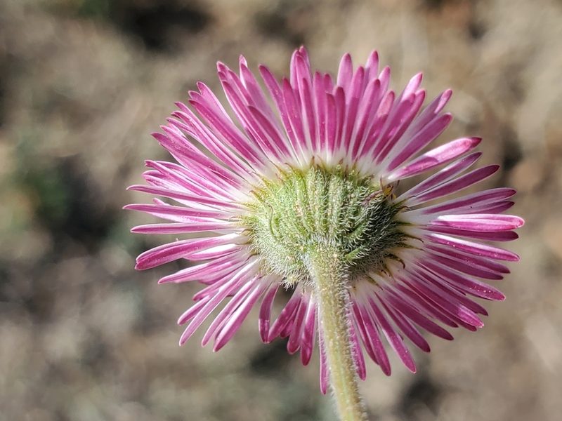 Erigeron tracyi, photographed by Craig Martin