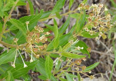 Ceanothus herbaceus, photographed by saltyhiker