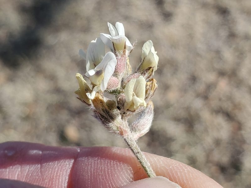 Astragalus lotiflorus, photographed by Craig Martin