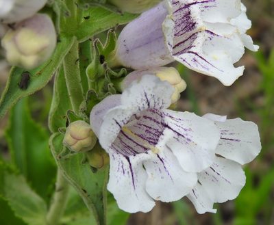 Penstemon cobaea, photographed by saltyhiker