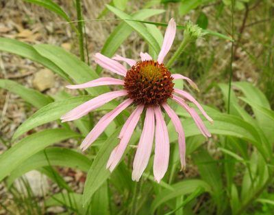 Echinacea angustifolia, photographed by saltyhiker