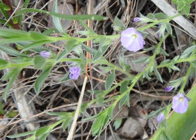 Evolvulus nuttallianus, photographed by saltyhiker