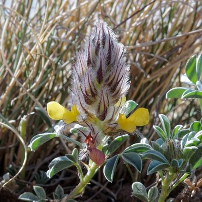 Dalea jamesii, photographed by Andrew Tree