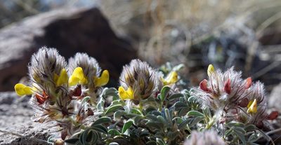 Dalea jamesii, photographed by Andrew Tree