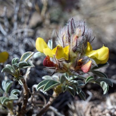 Dalea jamesii, photographed by Andrew Tree