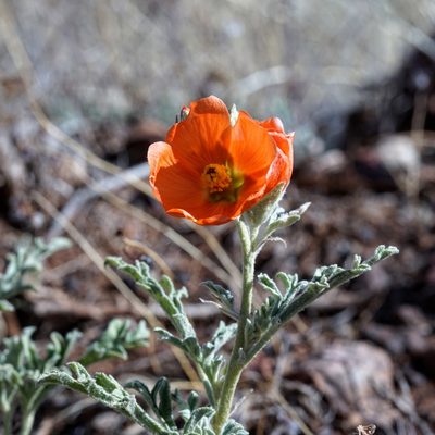 Sphaeralcea hastulata, photographed by Andrew Tree