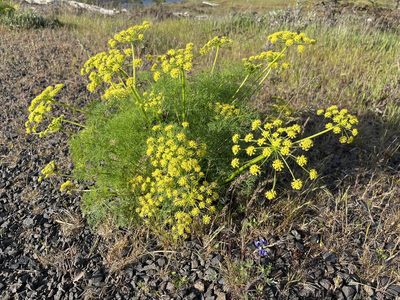 Lomatium klickitatense, photographed by Darren Oh