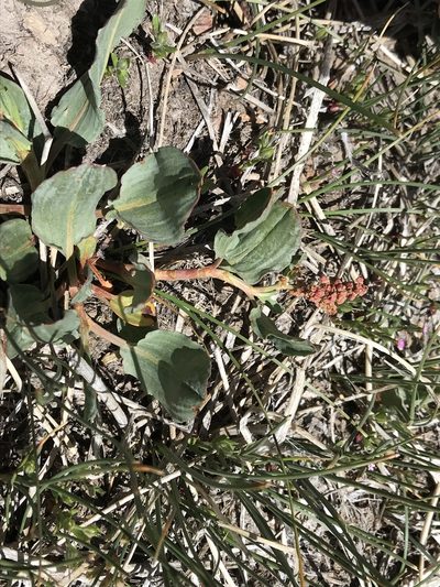 Rumex lacustris, photographed by Leah Gardner
