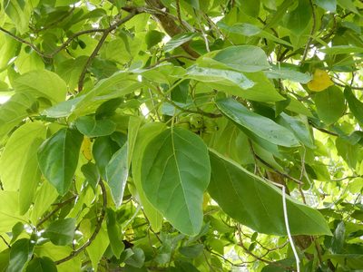 Cordia subcordata, photographed by Jon Sullivan
