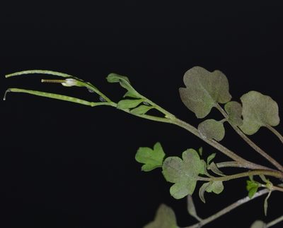 Cardamine occulta, photographed by kbkash