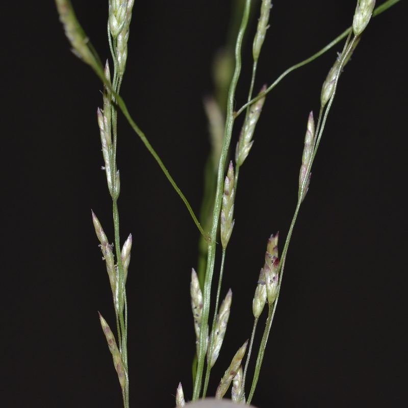 Eragrostis pectinacea, photographed by kbkash
